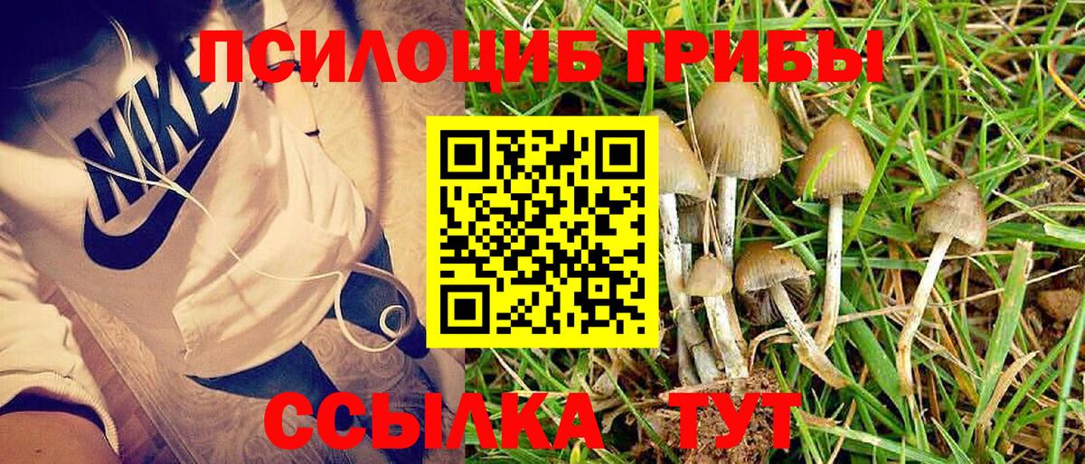 Калининград  Псилоцибиновые грибы Psilocybine cubensis  Вход с VPN 